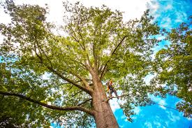 How Our Tree Care Process Works  in  Sublette, KS